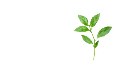 Green twig transparent background