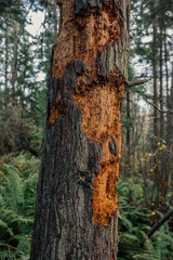 bark of tree picked apart by a woodpecker