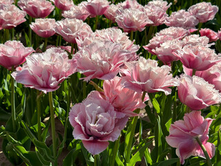 Tulips beautiful pink fringed flowers in spring garden.