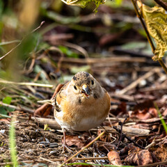 Ein weiblicher Bergfink (Fringilla montifringilla) frißt auf dem Boden