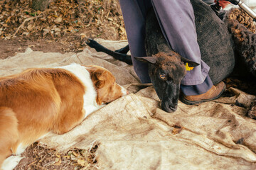 Sheepdog Watching a Black Sheep Being Sheared by Farmer