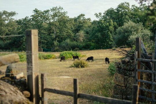 Black Sheep Grazing in a Peaceful Field with Forest Background