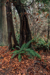 autumn in the forest with trees, ferns, fallen leaves