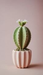 cactus in a pink flower pot on pastel background
