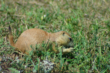 prairie dog in the grass
