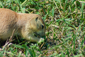 closeup of a prairie dog