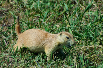 prairie dog in the grass