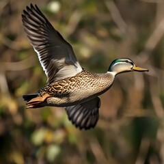 Arafed duck flying in the air with its wings spread
