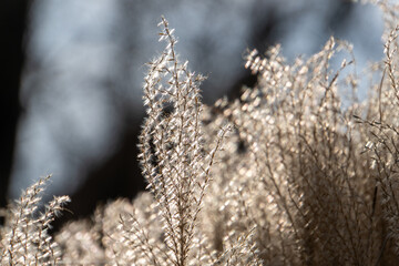 Gräser mit verschwommenem Hintergrund