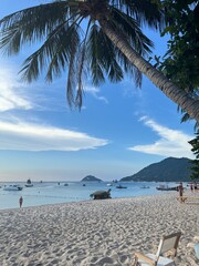 Ocean beach palmtree