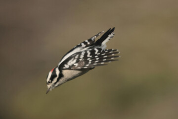 Chickadees in late fall
