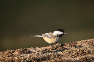 Chickadee in late fall