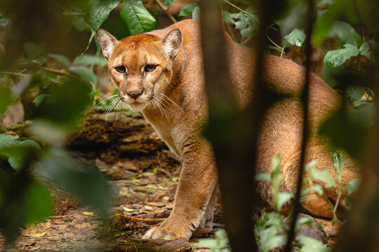 Fototapeta Image of a Puma in the middle of the jungle 