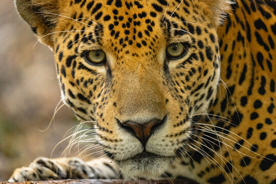 Portrait of a jaguar