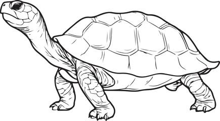 Detailed Tortoise Line Art 