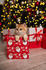Scottish fold kitten in a New Year's gift box