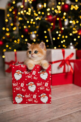 Scottish fold kitten in a New Year's gift box