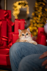 Scottish fold kitten in a New Year's gift box