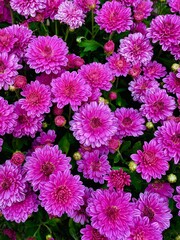 pink chrysanthemum flowers