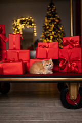 Scottish fold kitten in a New Year's gift box