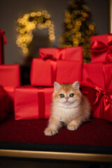 Scottish fold kitten in a New Year's gift box