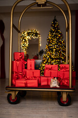 Scottish fold kitten in a New Year's gift box