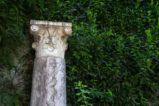 Ancient Column Amidst Lush Green Foliage
