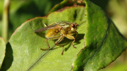Yellow dung fly (Scathophaga stercoraria), male sitting on a green leaf
