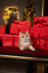 Scottish fold kitten in a New Year's gift box