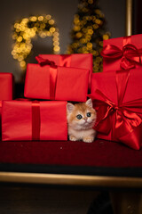 Scottish fold kitten in a New Year's gift box