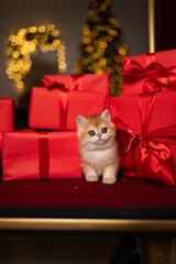 Scottish fold kitten in a New Year's gift box