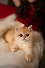 Scottish fold kitten in a New Year's gift box