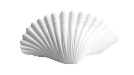White shell transparent background