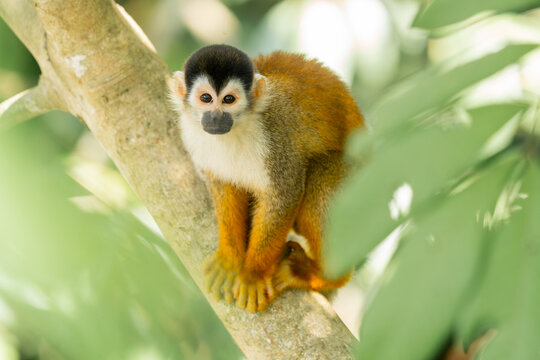 Portrait of a squirrel monkey