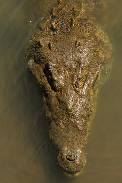 Lizard in the river