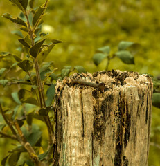 bent nail in wood