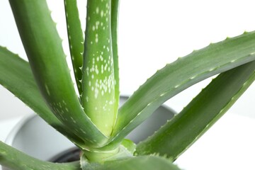 Fototapeta premium Green aloe plant close up