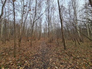 Spaziergang durch den Plänterwald in Berlin Treptow - Herbstsaison 