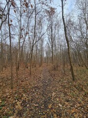 Spaziergang durch den Plänterwald in Berlin Treptow - Herbstsaison 