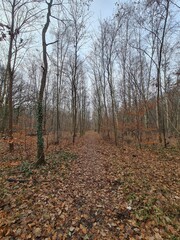 Spaziergang durch den Plänterwald in Berlin Treptow - Herbstsaison 