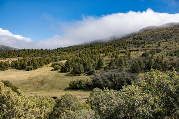 A forest and meadow scene under a blue sky, with misty clouds rolling over the hills

