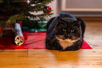 A black-and-white tuxedo cat resting under a decorated Christmas tree, surrounded by festive wrapping paper and gifts
