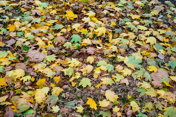Autumn leaves background