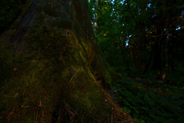 Moss-covered tree trunk in a dark forest