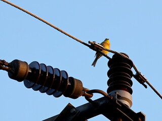 A yellow bird sits on a high-voltage electrical line. Animals and modern technologies. The coexistence of nature and civilization. © Xato Lux