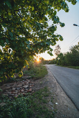 Rural road at sunset surrounded by trees and houses