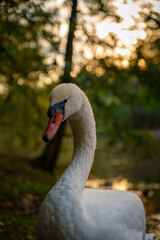 Close-up of a swan by the lake with blurred natural background