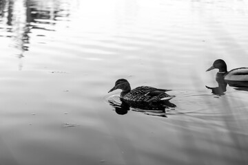 Scenic view of a duck swimming in the waters of Tormes River in Salamanca, Spain