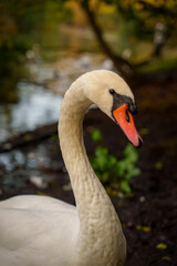 Close-up of a swan by the lake with blurred natural background