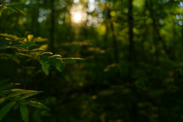 Sunlit forest with leaves in focus and blurred background